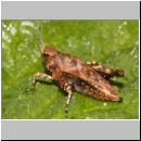 Tetrix undulata - Gemeine Dornschrecke 03 10mm.jpg